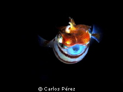 Juvenile squid "Showing Off" On my Nigth Dive. 6/9/2012 by Carlos Pérez 